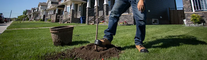 Tree planting pictured on Saskatoon’s boulevard-tree request page