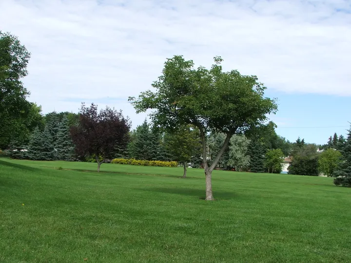 Ground-level photograph of Raoul Wallenberg Park from the city park map.