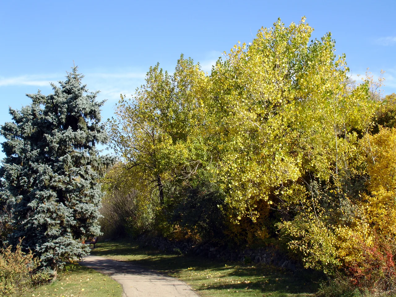 Autumn trees beside an east-bank Meewasin river path in Saskatoon