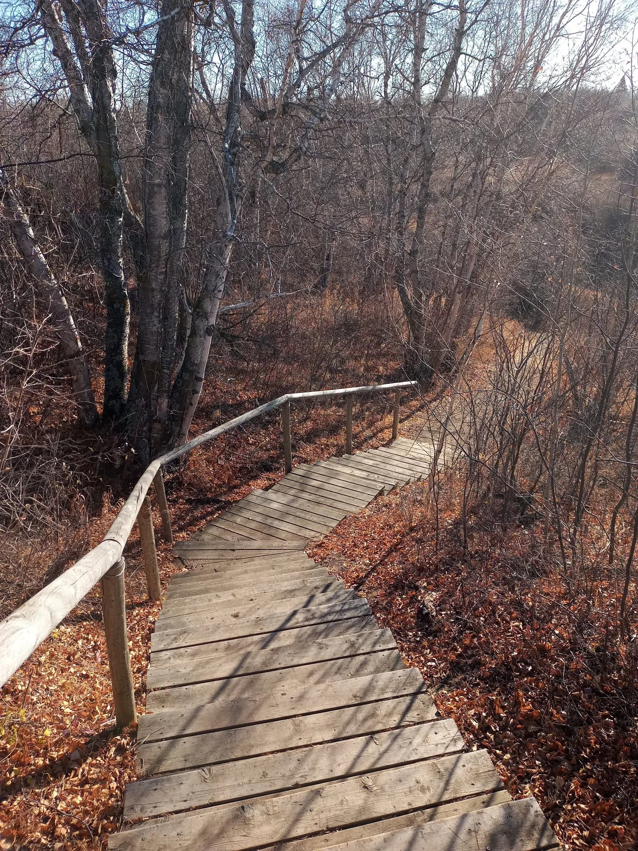 Wooden steps and autumn trees at Beaver Creek Conservation Area